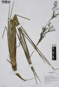 Juncus microcephalus image
